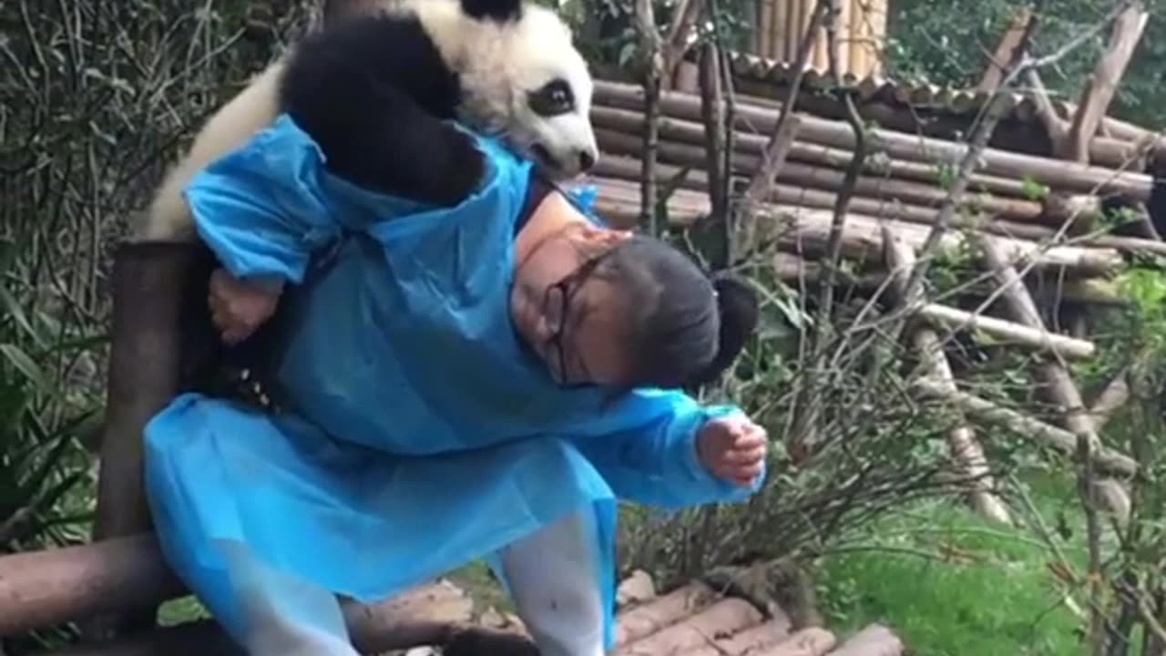Panda bears and caretaker