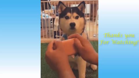 Funny Pet Videos 007