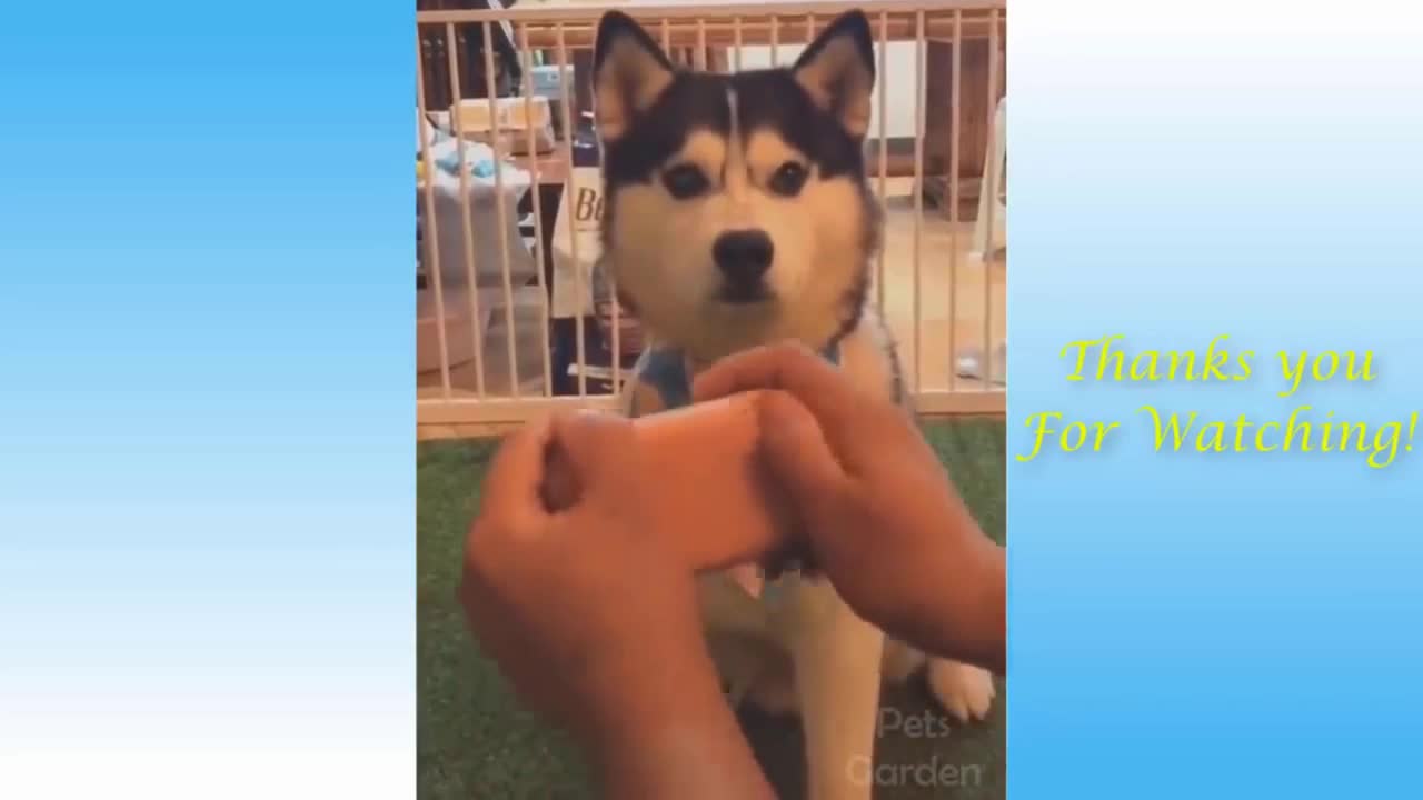 Funny Pet Videos 007