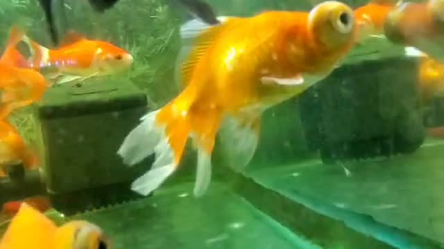 Goldfish swim happily in the fish tank.