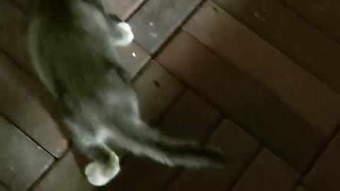 Cat playing with cururu frog - Very funny