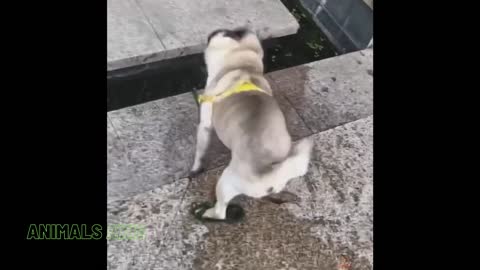 Funny Pets And Animals Compilation 21