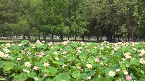 HOA SEN ĐUA NỞ TRÀN ĐẦY MÀU SẮC TẠI SACRAMENTO