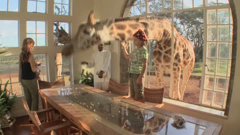 Giraffes stick their heads into the windows of an old mansion in Africa
