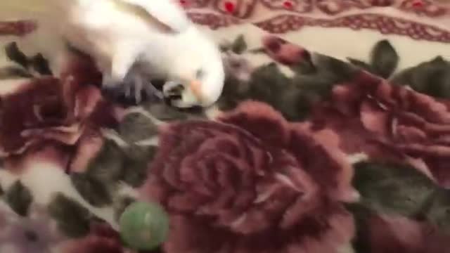 This Cute Cockatoo Loves Sunbathing and Dancing!!!