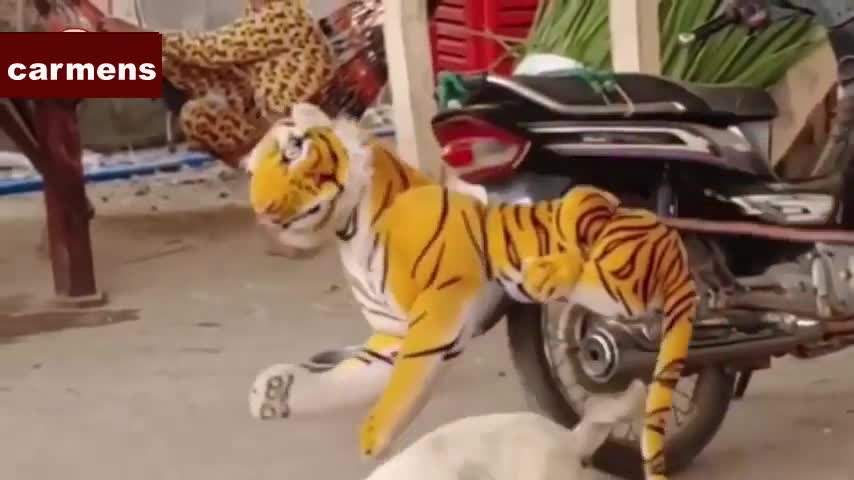 dog being scared. Funny prank with dog and fake lion and fake tiger.