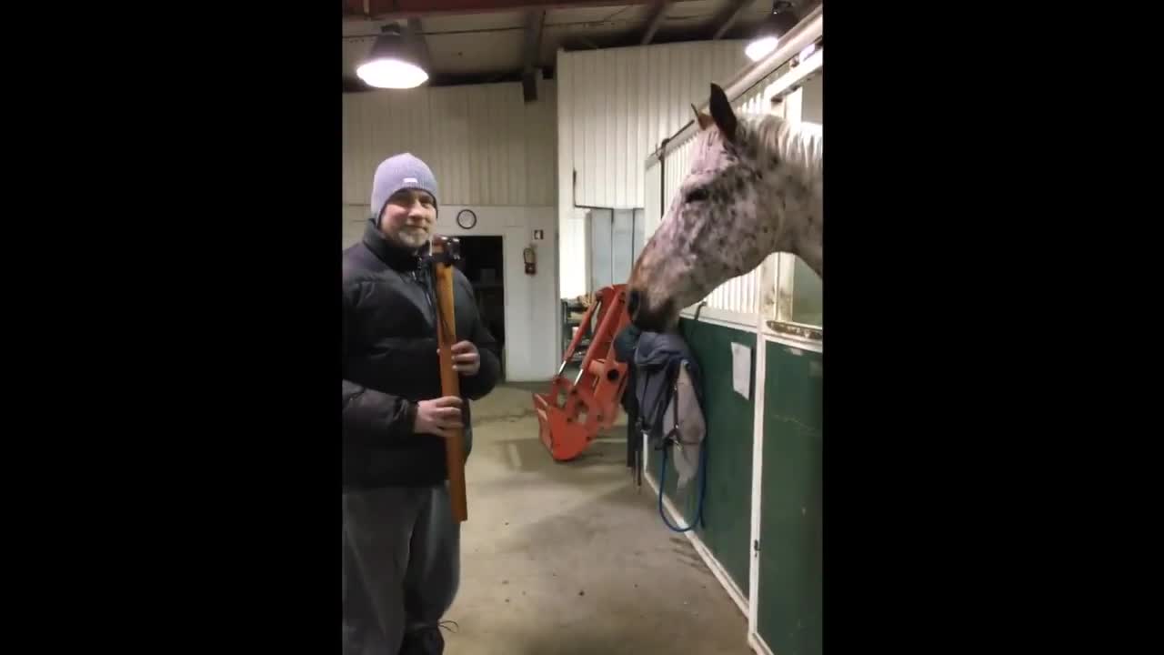 This horse really loves Native American Flute.