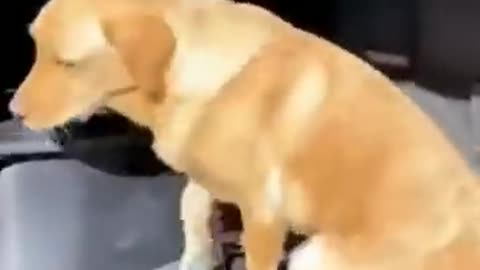 Furry friend