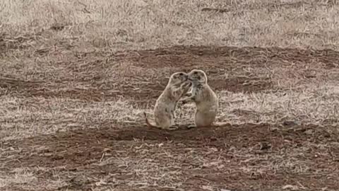 Prairie Dogs Funny Reaction To Getting Caught Kissing