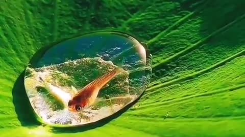 Cute small fish
