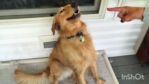 Stop! FBI.Funny animals, cute cat's and dogs