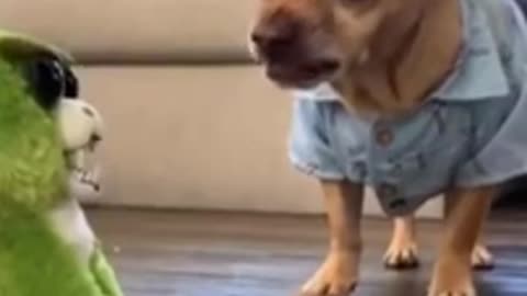 #shorts#funny#animal video# dog