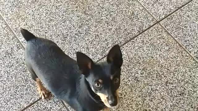 My angry Pinscher because he was filming him