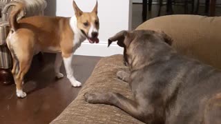 Couch Play With Tucker Carlson and Claire Bear