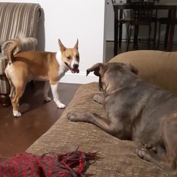 Couch Play With Tucker Carlson and Claire Bear