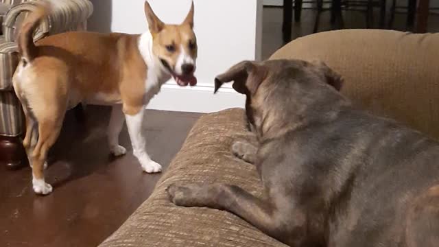 Couch Play With Tucker Carlson and Claire Bear