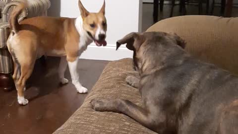 Couch Play With Tucker Carlson and Claire Bear