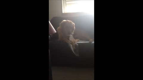 Dog loves plastic bubble burst