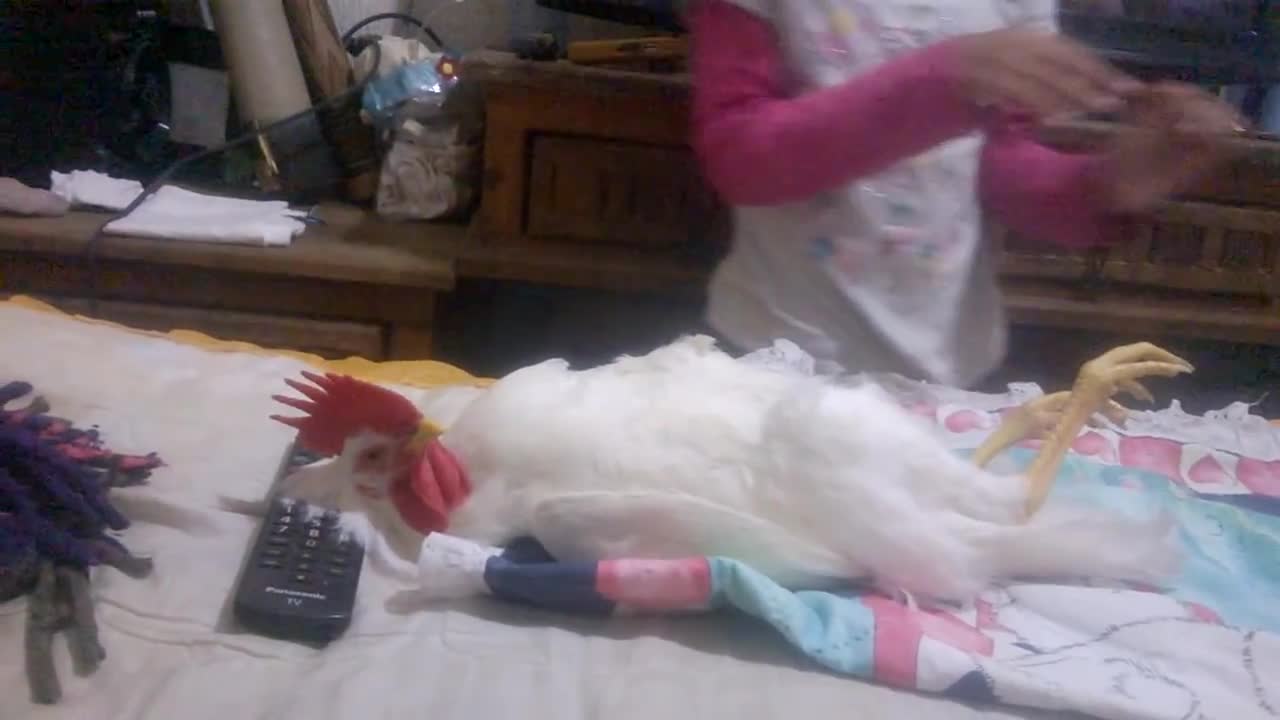 How to put your chicken to sleep