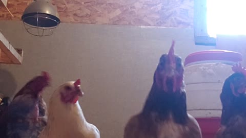 Fun on the Farm - Morning wake up call