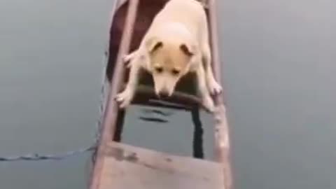 Funny animals 🤣😂🥰 cats and dogs Cute Animals dogs cats 🤣😂🥰