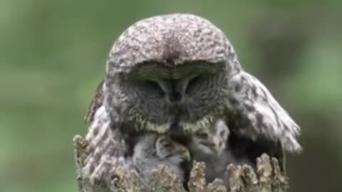 Owl Momma With Babies