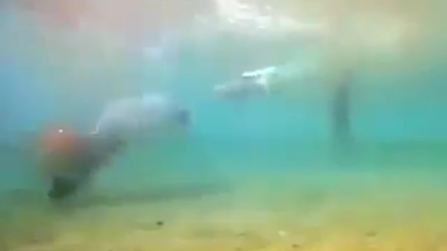 Female dolphin gives birth underwater