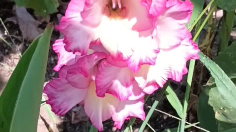 Gladiolus