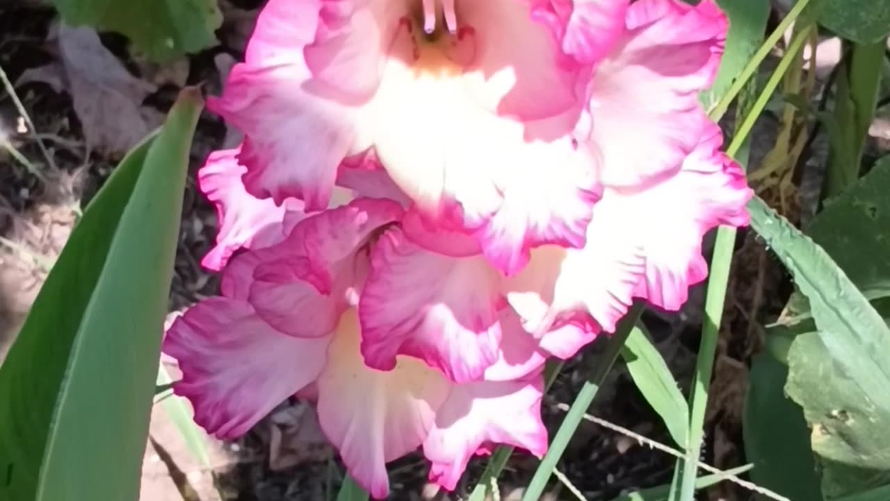 Gladiolus