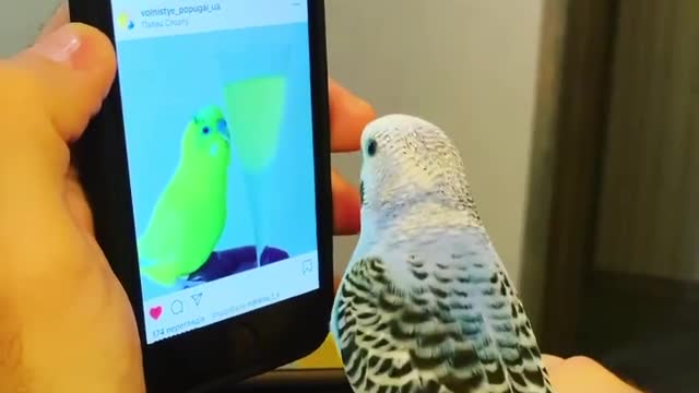 This adorable parrot misses his friend