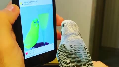 This adorable parrot misses his friend