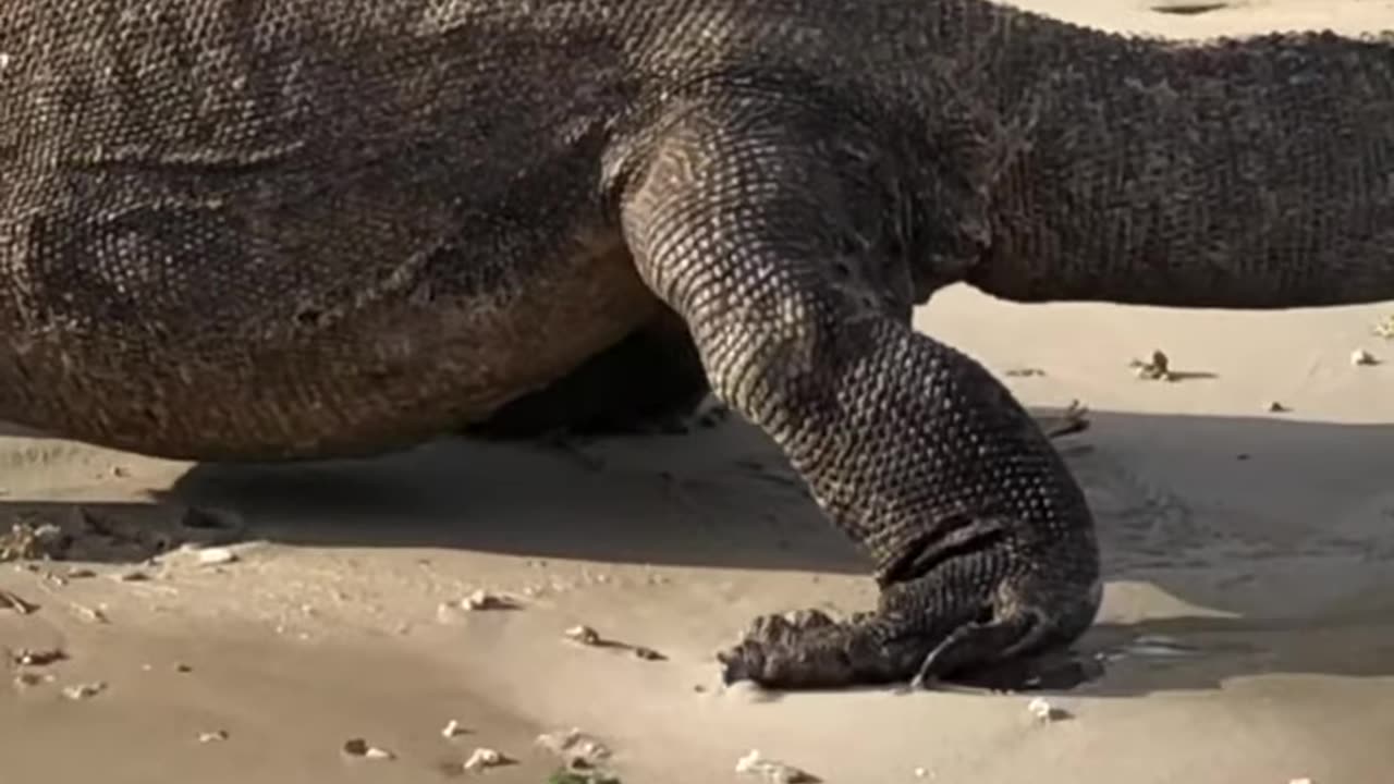 Komod Dragon