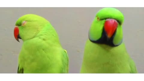Ringneck talking parrot 😍💕speaks like human