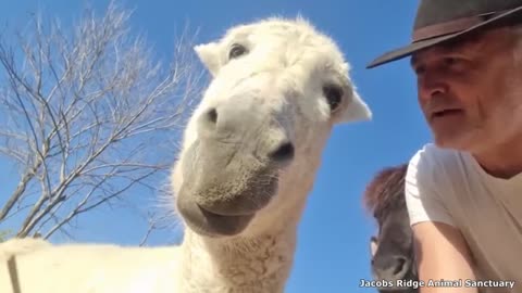 Self Conscious Donkey