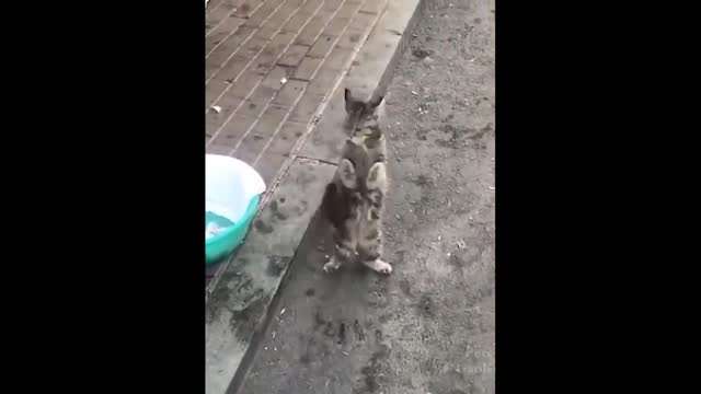Funny Animals! Funny Cats! Funny Videos! # Shorts