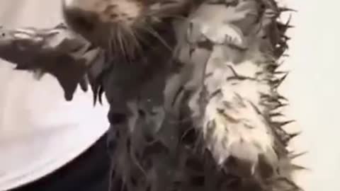 The little dog fell into the sewer