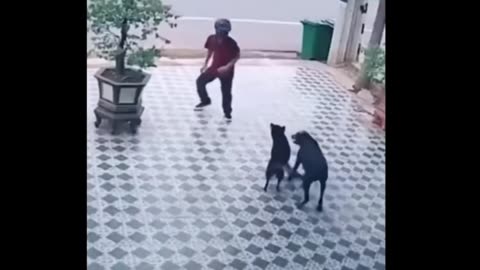 TRY NOT TO LAUGH! Funny videos that will make you cry!!