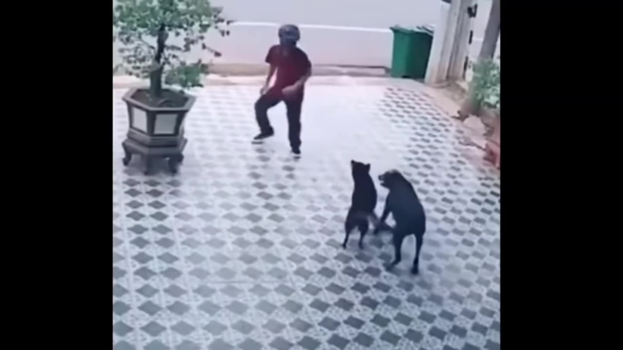 TRY NOT TO LAUGH! Funny videos that will make you cry!!