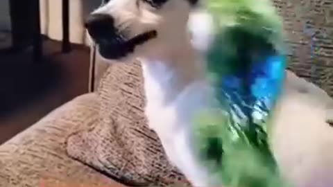 Dancing cactus vs pets.