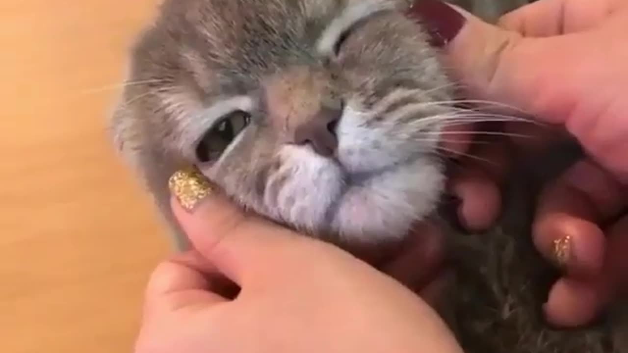 Funny Animal Video: Mr Steal Your Girlfriend