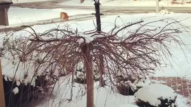 Dog running outside in the snow to get newspaper for owner