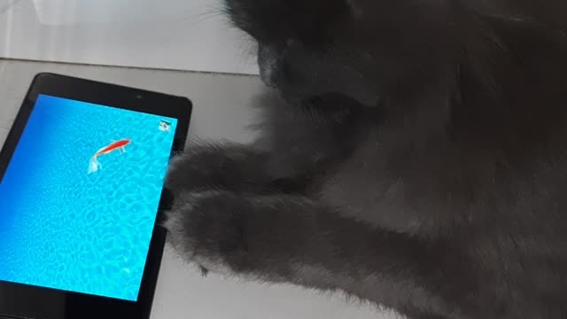 BASKET PLAYS ON THE PHONE,)