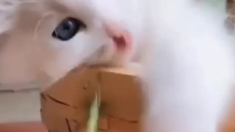 playing with my cat