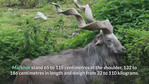 Markhor -- Description, Characteristics and Facts!