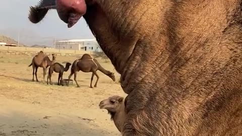 Wildlife with a natural perspective & Funs