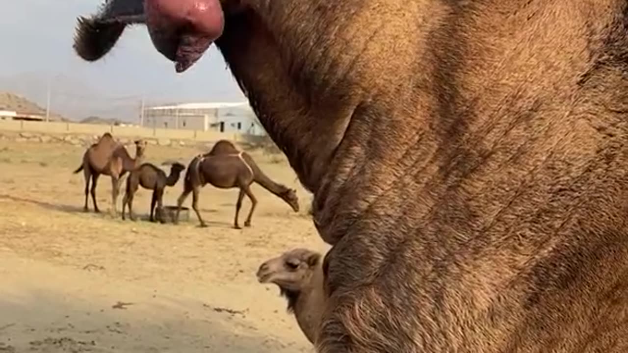 Wildlife with a natural perspective & Funs