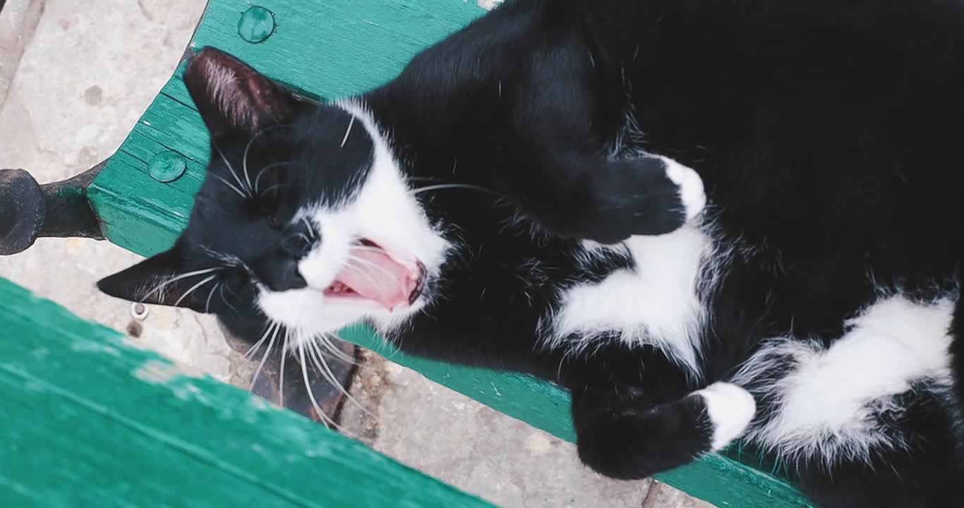 short video cute cat lying