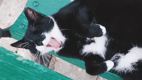 short video cute cat lying
