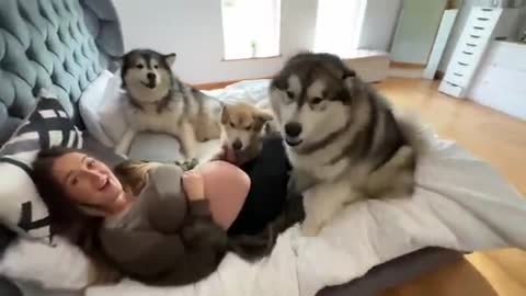 Giant Husky Goes Crazy To Protect His Pregnant Mum! Guard Dog Bites Me!