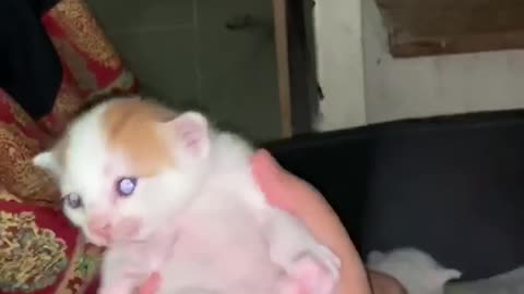 baby cat is here
